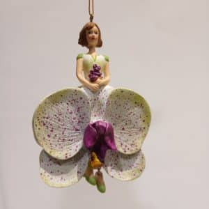 Phalaenopsis