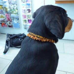 Hundehalsband Bernstein