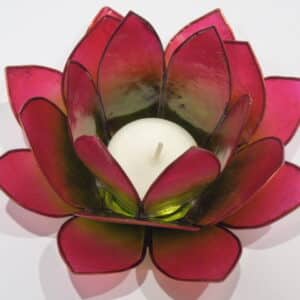 Lotuslicht grün-pink